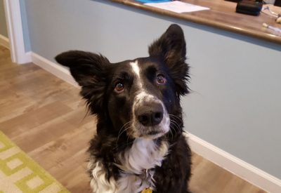 A curious black and white Border Collie named Bess