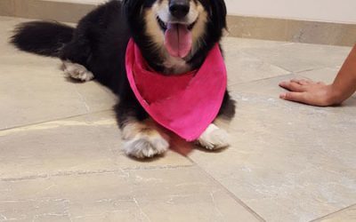 A black and beige dog named Fofa wearing a pink kerchief