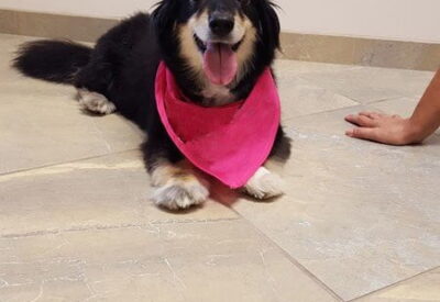A black and beige dog named Fofa wearing a pink kerchief