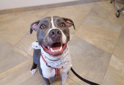 A happy grey and white pitt bull named Hercules smiling at the camera and wearing a white kerchief