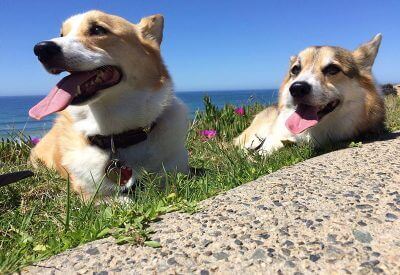 Two corgis laying in the grass with the beach in the background