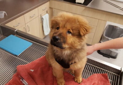 A brown and black fluffy puppy named Jax sitting on the exam table