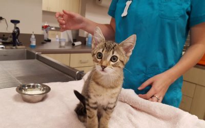 A beige, and brown striped kitten named Leo sitting on the exam table