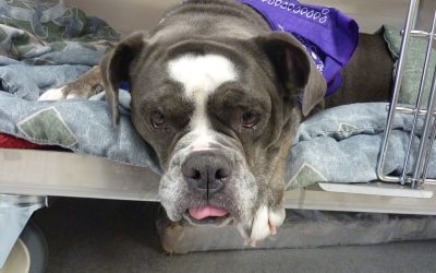 A big grey and white pitt bull named Lily laying down on her bed in the kennel