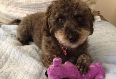A brown and white Labradoodle named Noodles sitting on a bed and playing with a purple toy