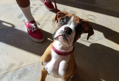 A tan, white and black boxer named Ruca