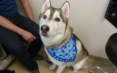 A black and white Husky named Slater sitting in the vets office and wearing a blue kerchief