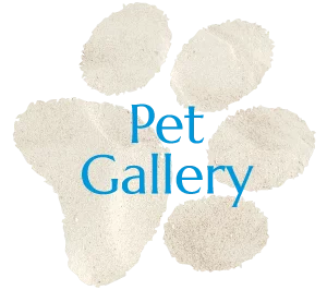 San Diego Pet Gallery