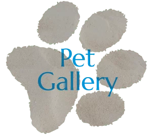 Pet Gallery - Coastview Animal Hospital