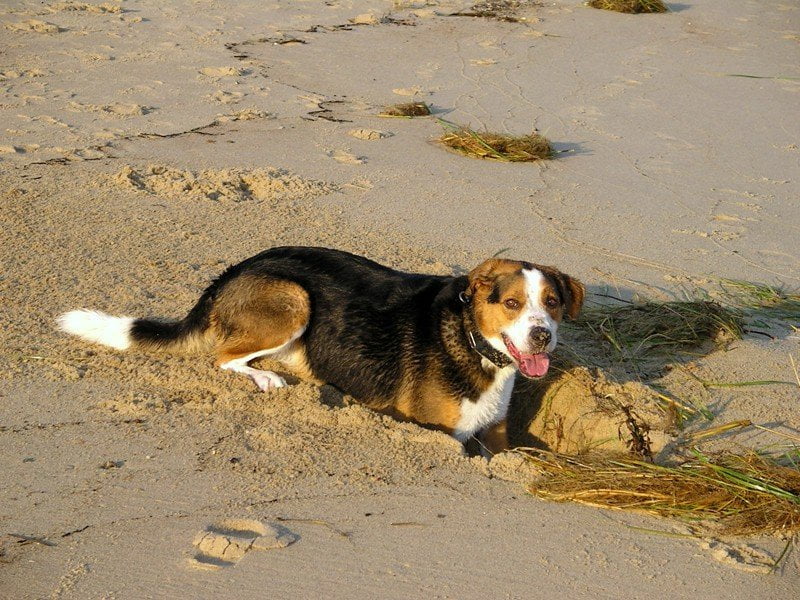 A dog named Ben happily digging a hole in the sand at the beach