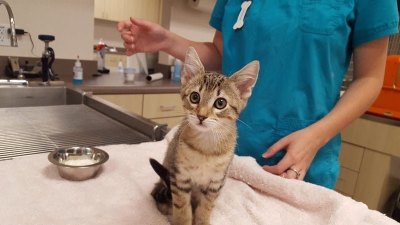 A beige and brown stripped kitten sitting on an exam table