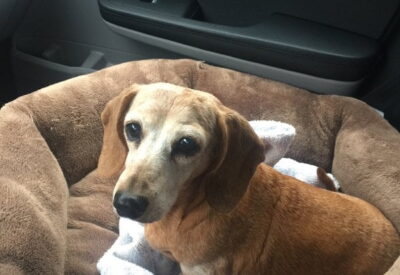 A brown dachshund sitting in his bed in the front seat of a cat