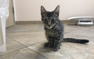 A grey striped kitten sitting on the floor in the clinic