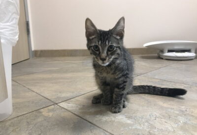 A grey striped kitten sitting on the floor in the clinic